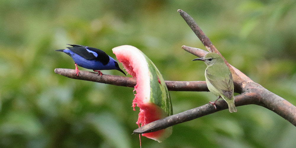 Red-legged Honeycreeper